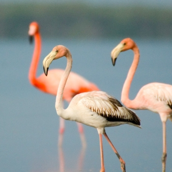 Circuit d'ornithologie à Cayo Coco et Zapata