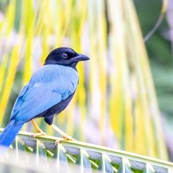Mexique : La perle de la biodiversité